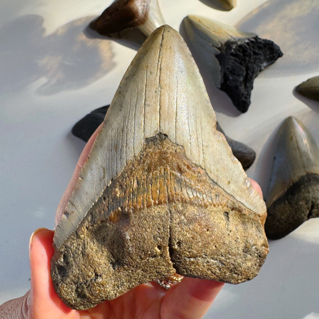 Megalodon Tooth - Baltic Mermaid
