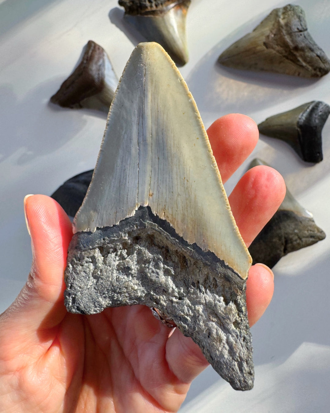 Megalodon Tooth - Baltic Mermaid