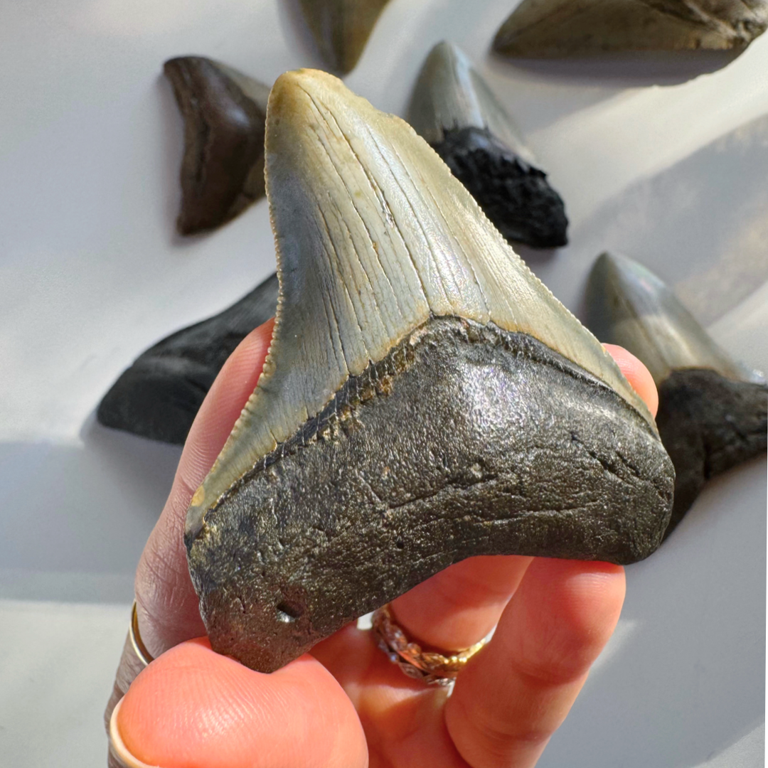 Megalodon Tooth - Baltic Mermaid