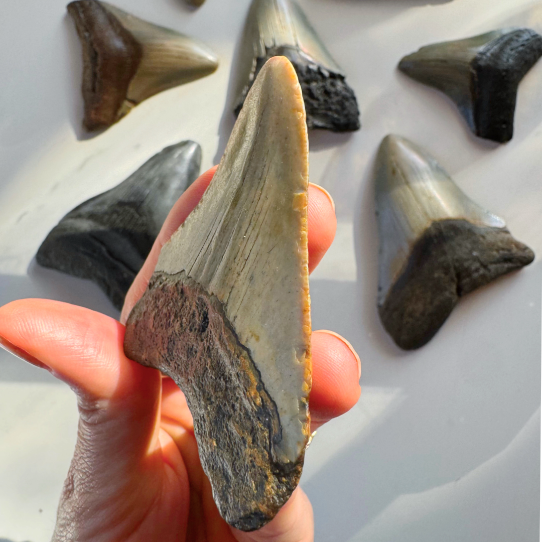 Megalodon Tooth - Baltic Mermaid