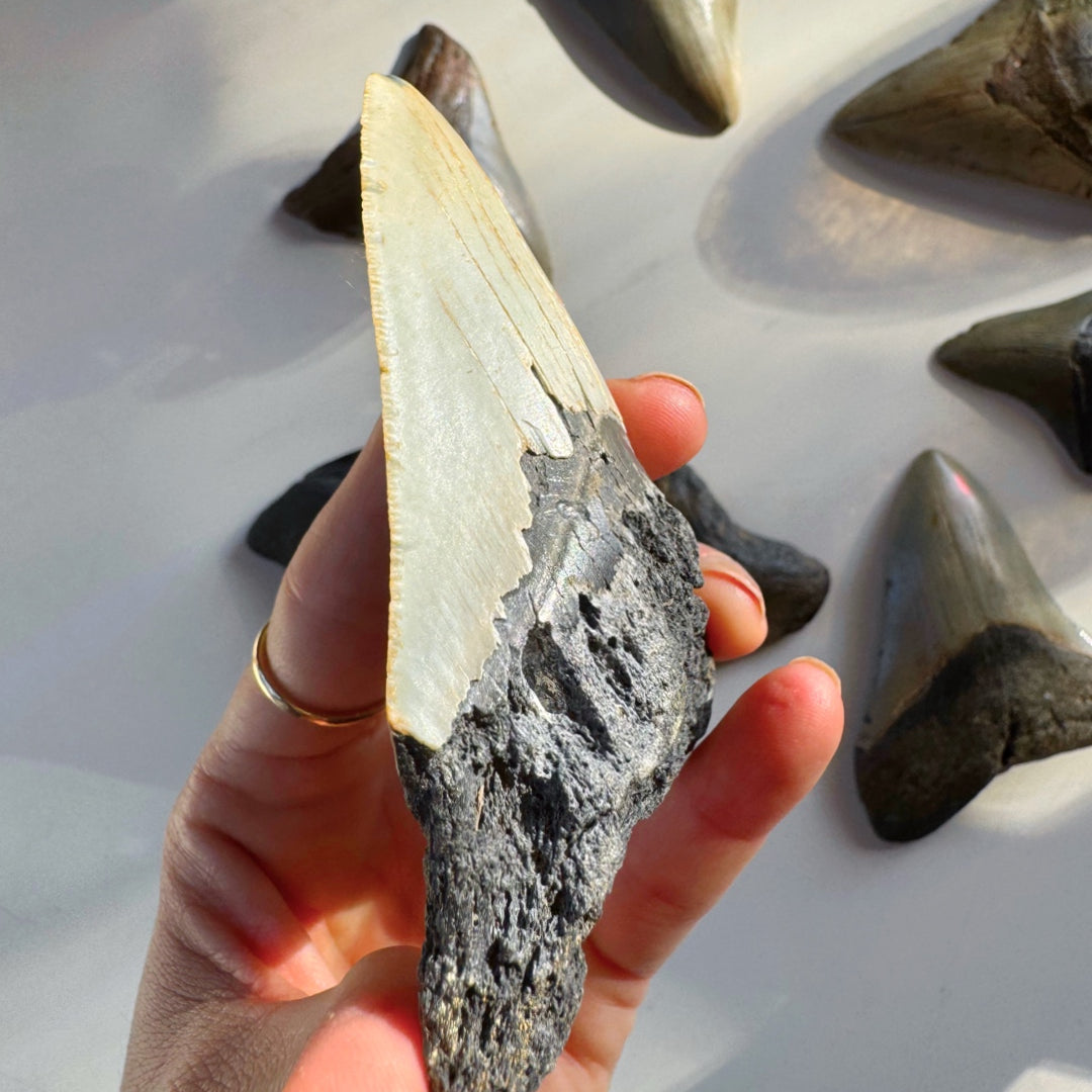 Megalodon Tooth - Baltic Mermaid