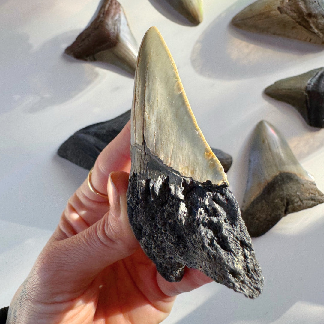 Megalodon Tooth - Baltic Mermaid