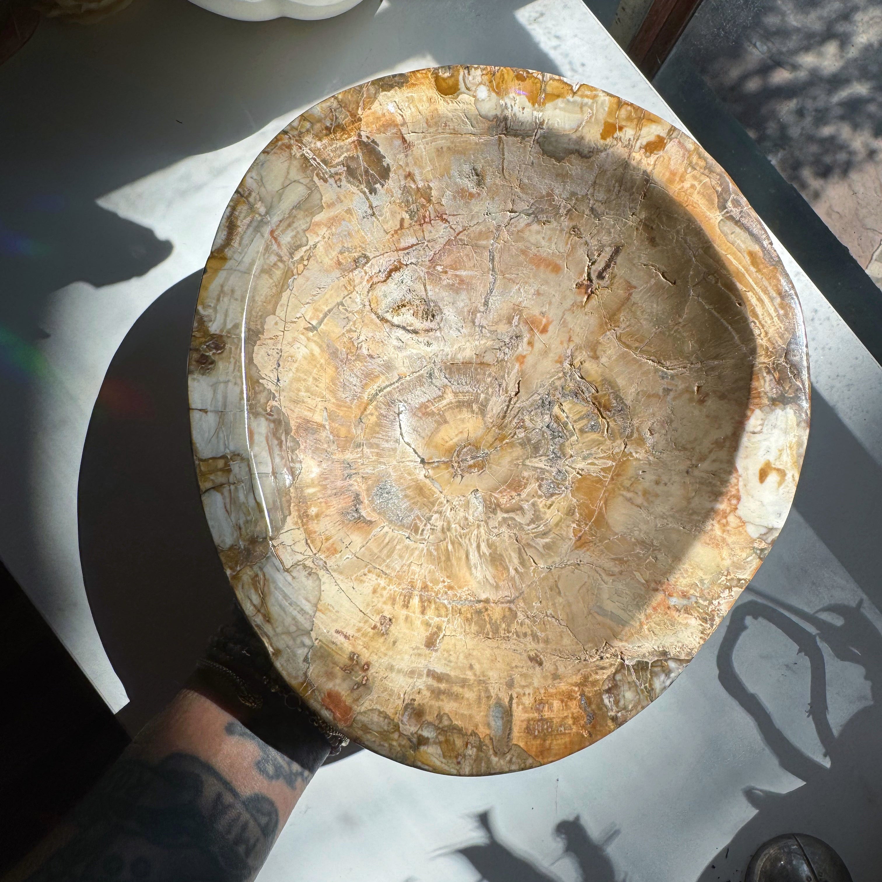 Large Petrified Wood Bowl Baltic Mermaid