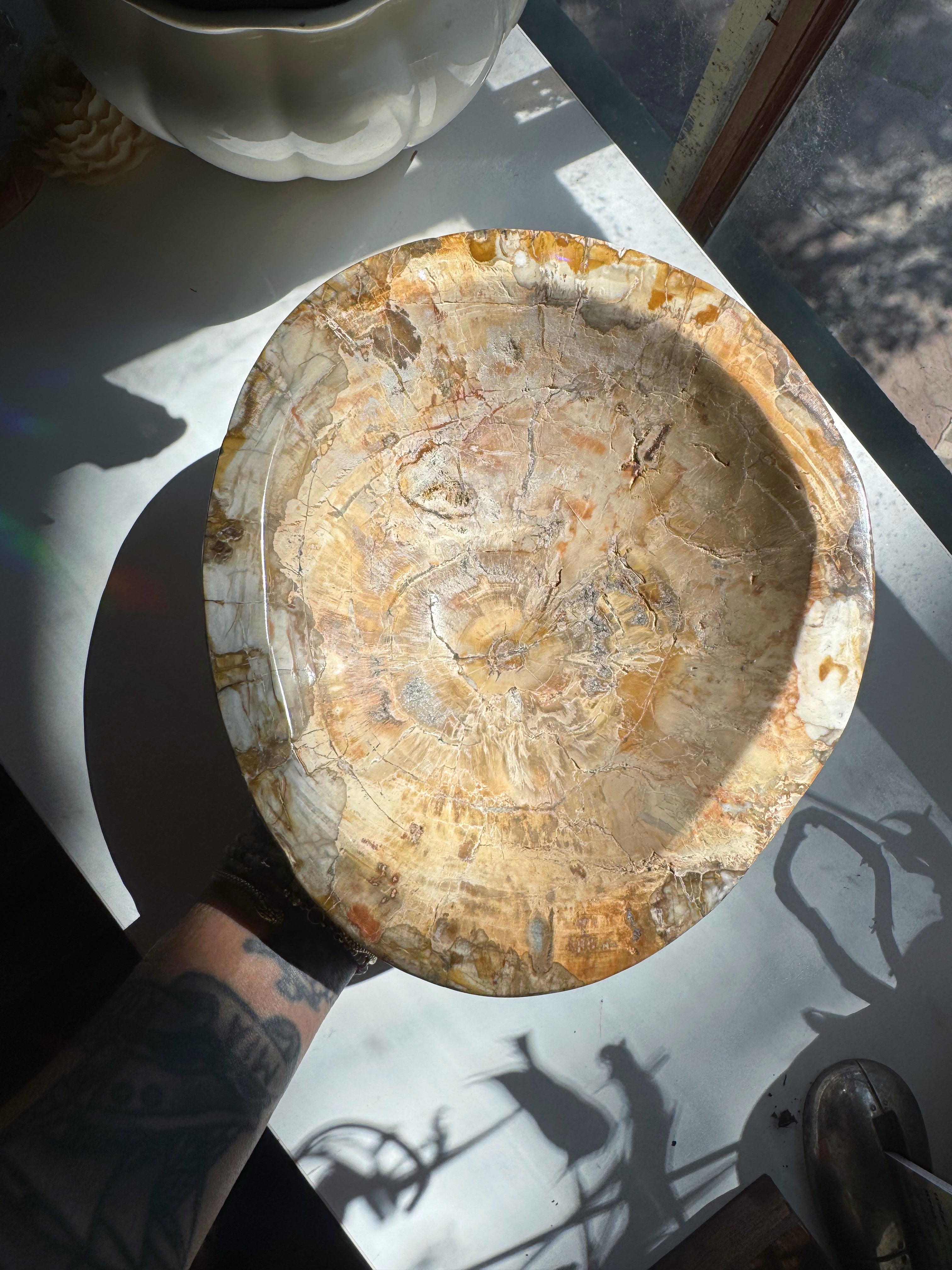 Large Petrified Wood Bowl Baltic Mermaid