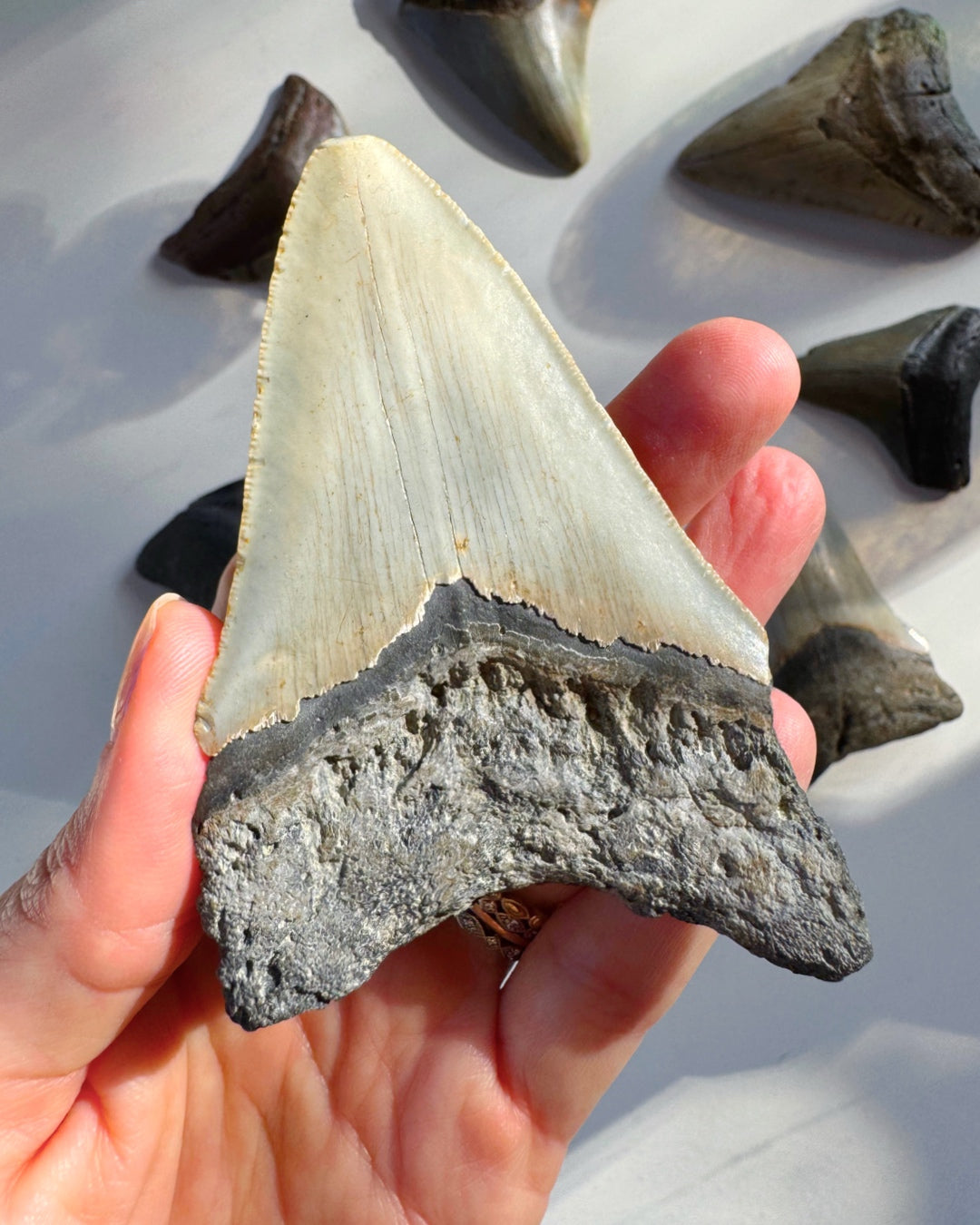 Megalodon Tooth - Baltic Mermaid
