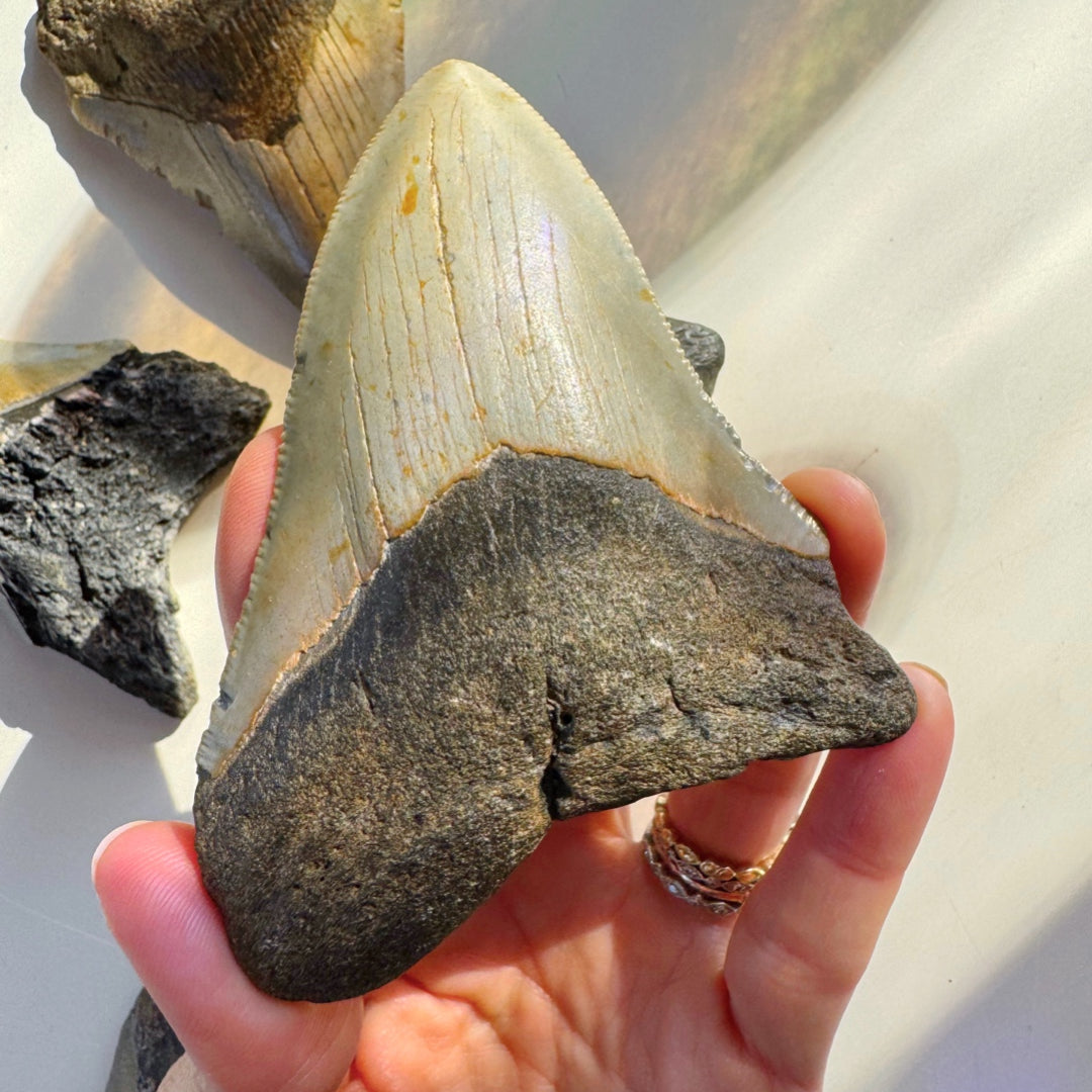 Megalodon Tooth - Baltic Mermaid
