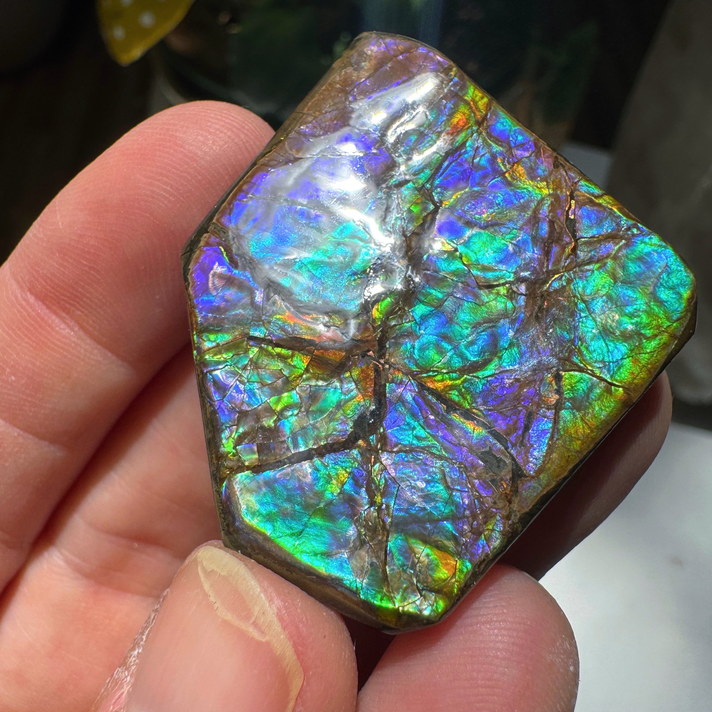 Ammolite Gemstone Hand Specimen Baltic Mermaid
