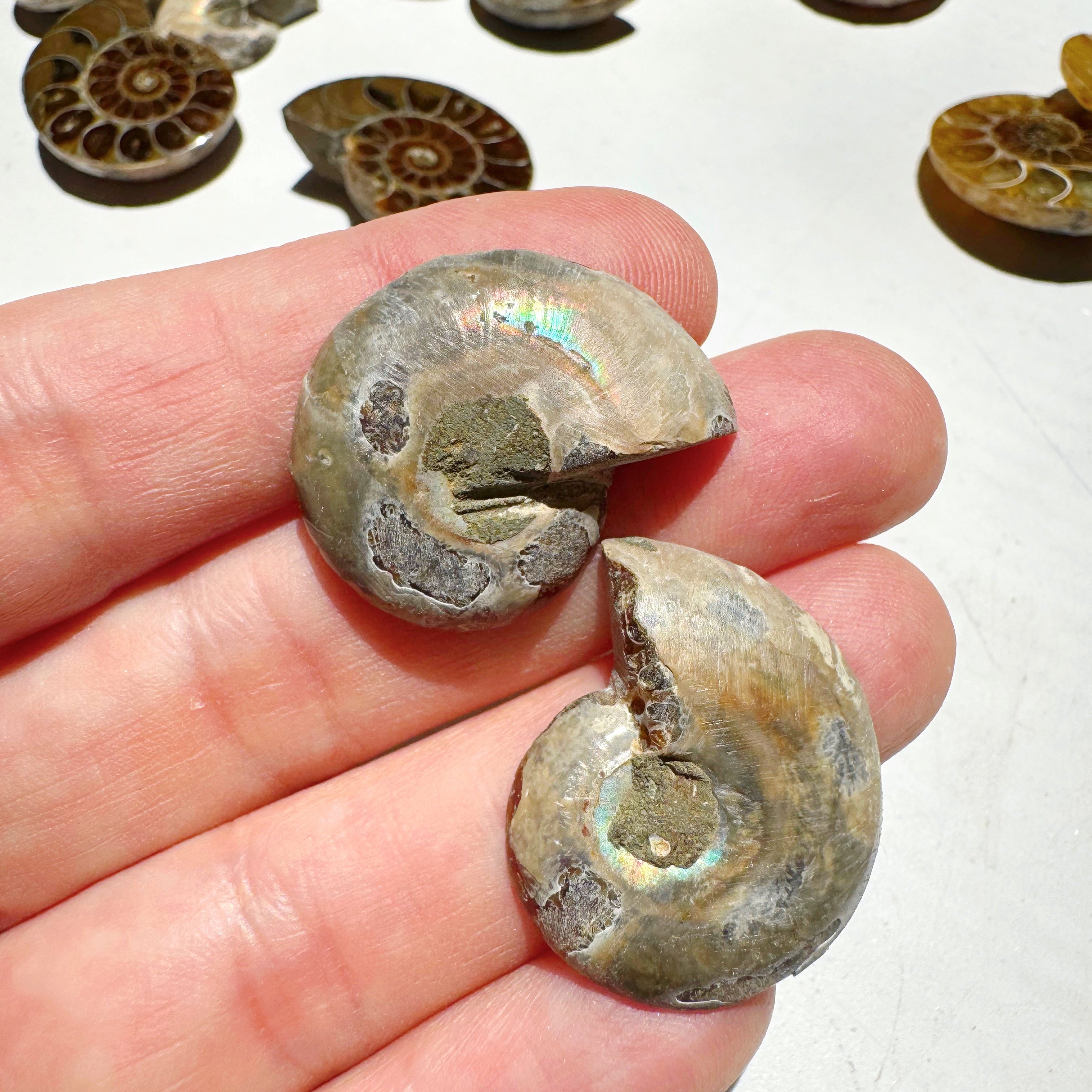 Mini Ammonite Fossil Pairs Baltic Mermaid