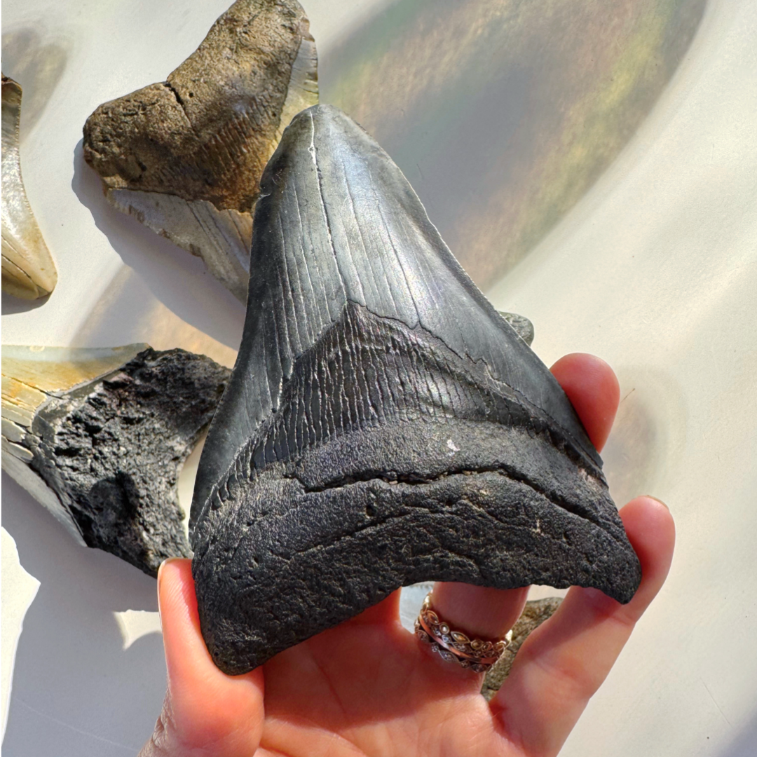 Megalodon Tooth - Baltic Mermaid
