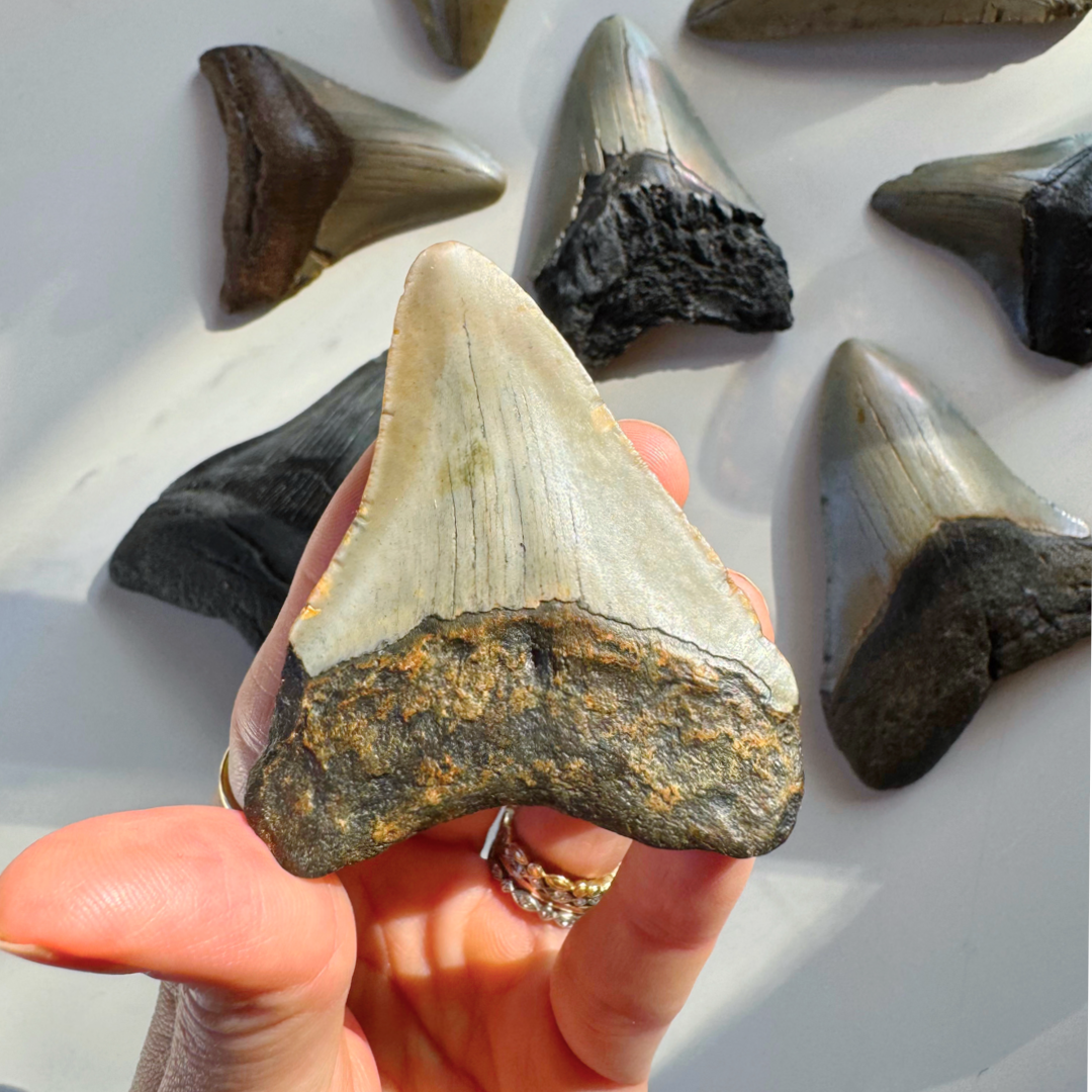 Megalodon Tooth - Baltic Mermaid