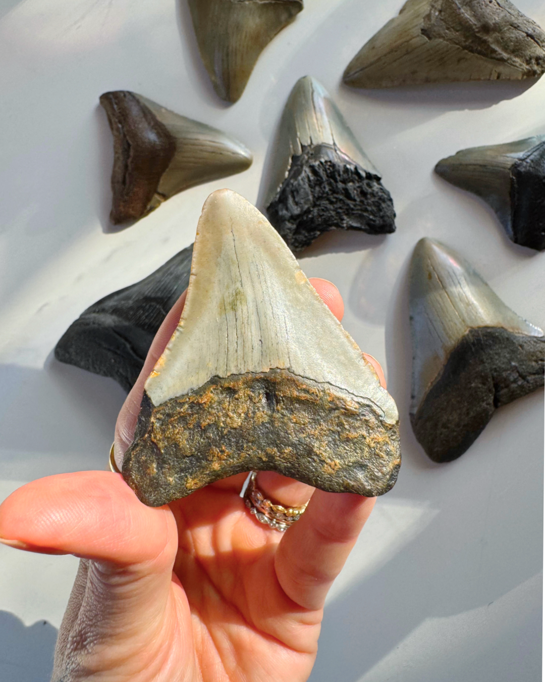 Megalodon Tooth - Baltic Mermaid