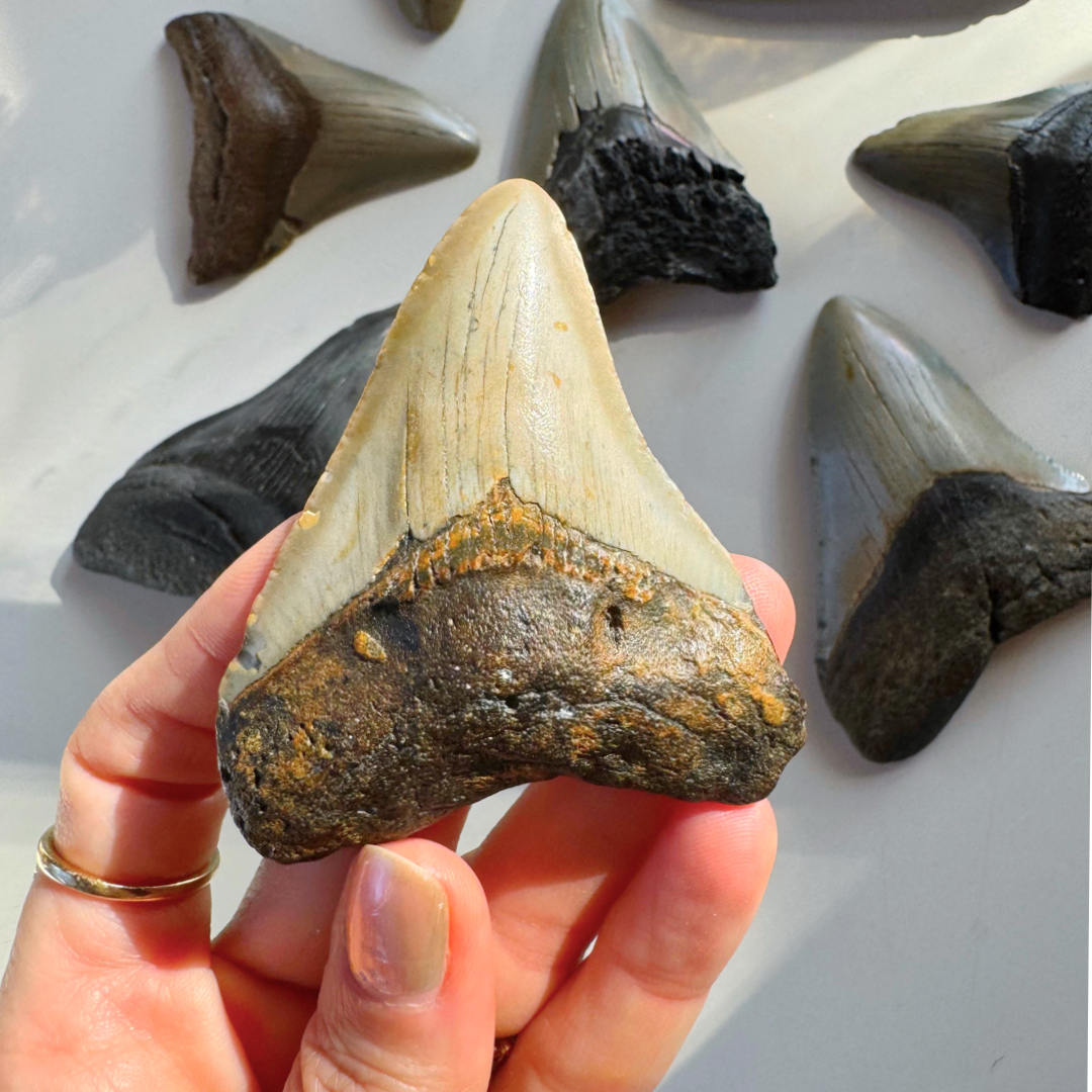 Megalodon Tooth - Baltic Mermaid