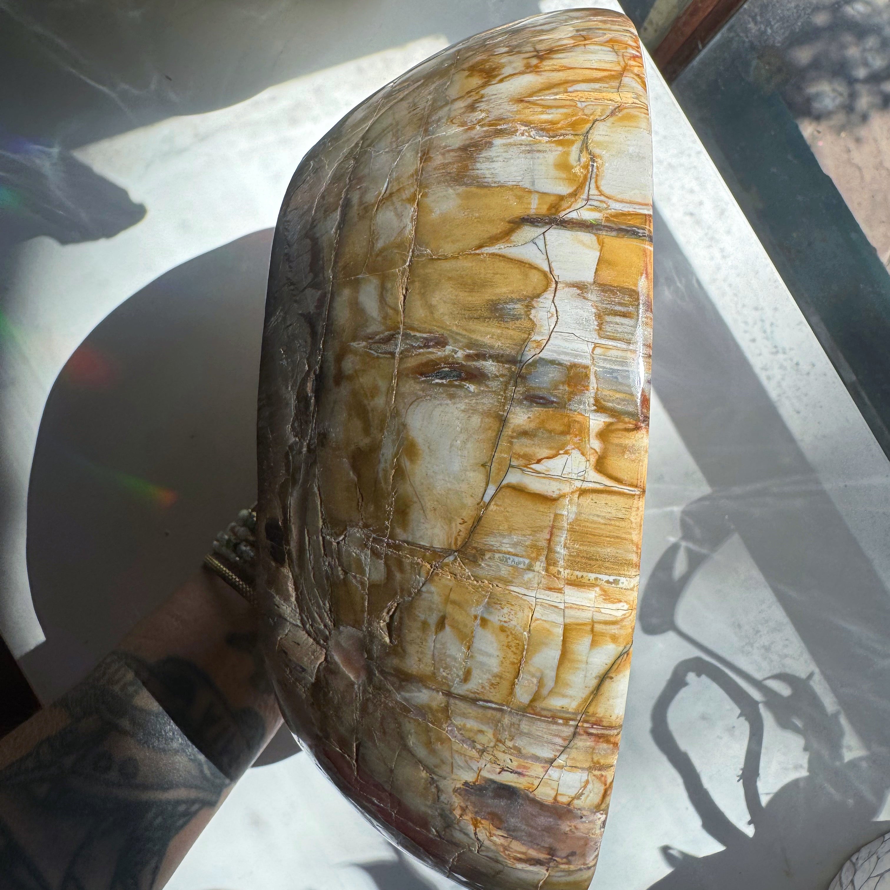 Large Petrified Wood Bowl Baltic Mermaid