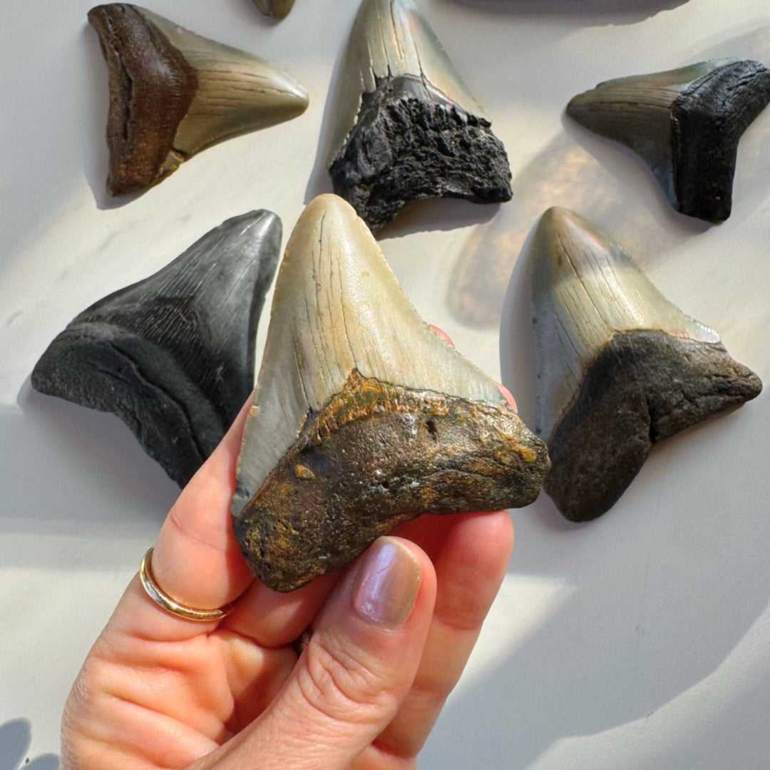 Megalodon Tooth - Baltic Mermaid