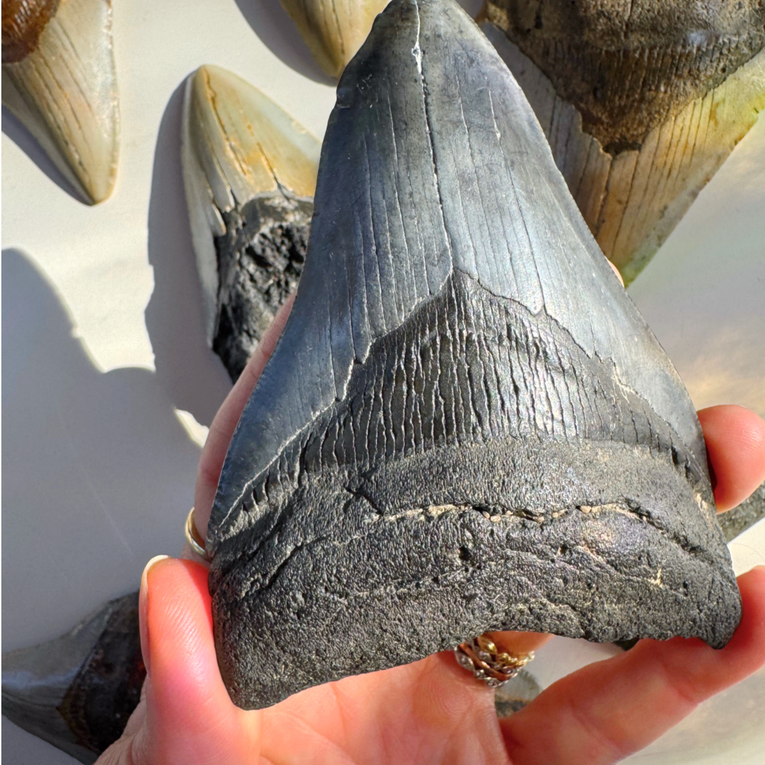 Megalodon Tooth - Baltic Mermaid