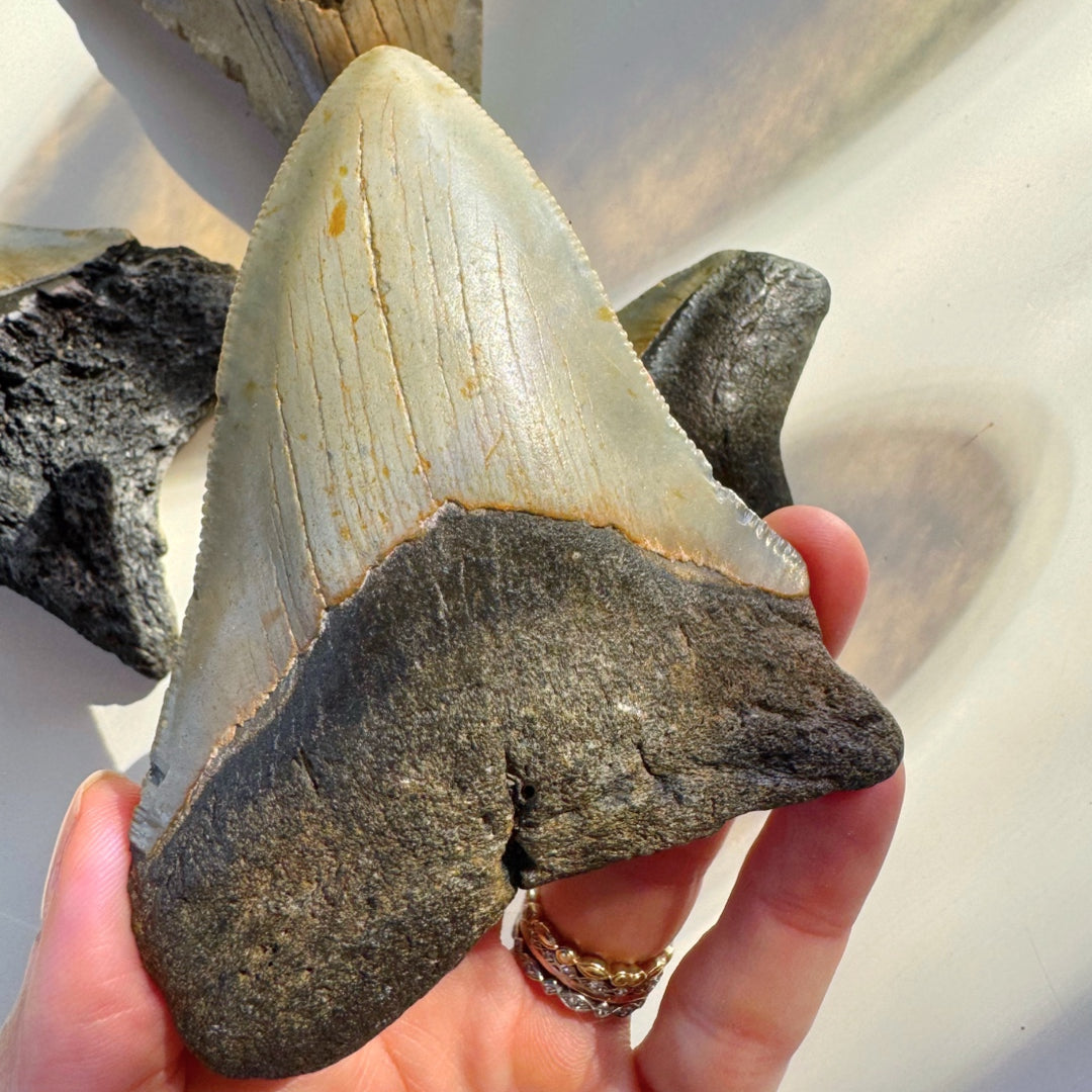 Megalodon Tooth - Baltic Mermaid
