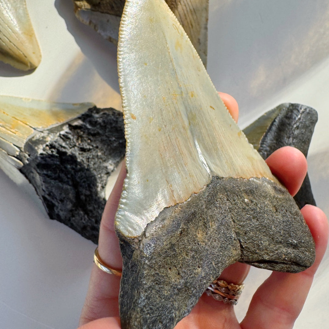Megalodon Tooth - Baltic Mermaid