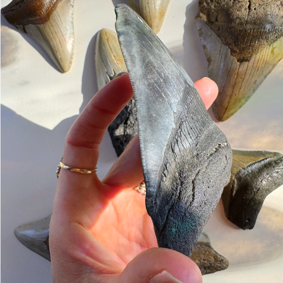 Megalodon Tooth - Baltic Mermaid
