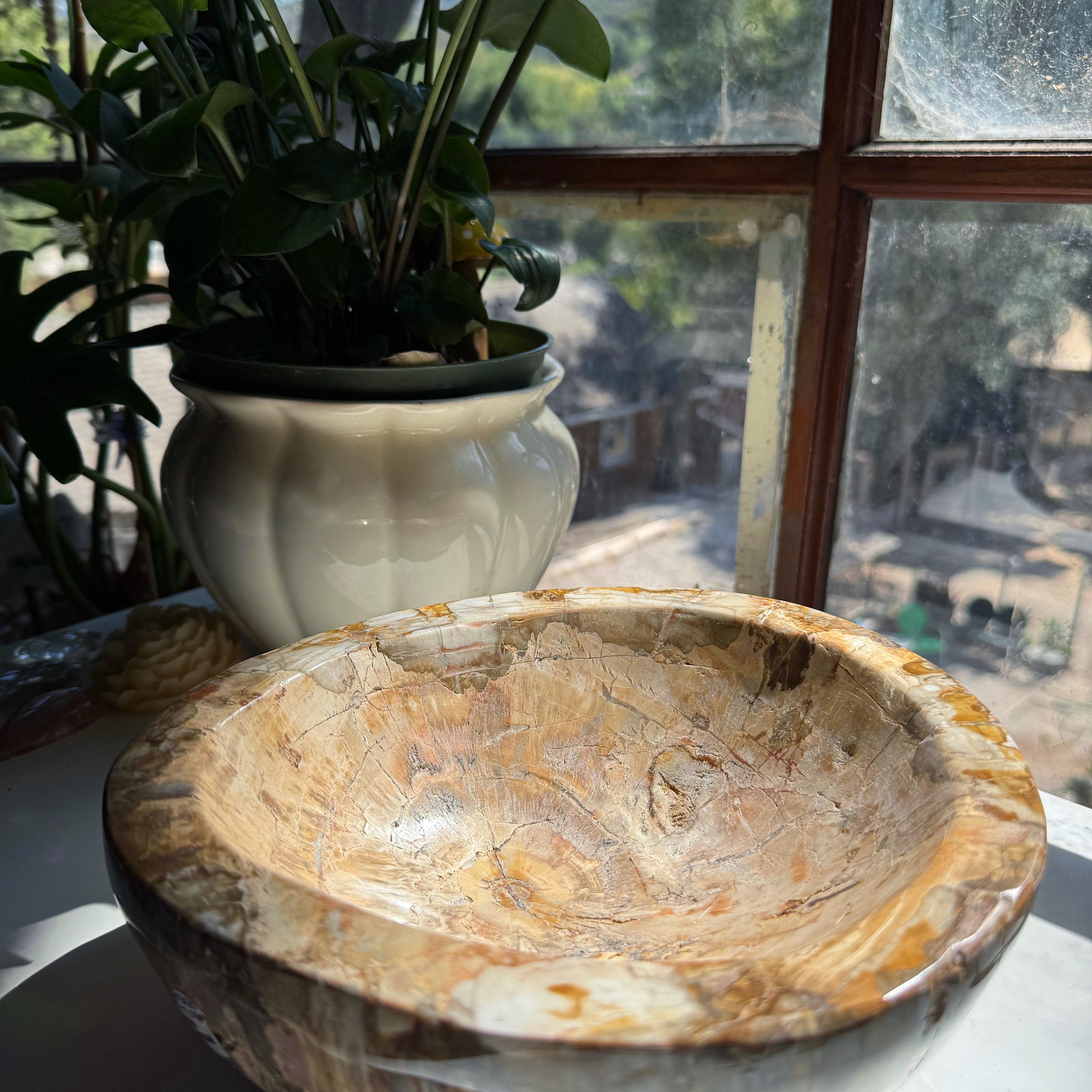 Petrified Wood Bowl Baltic Mermaid
