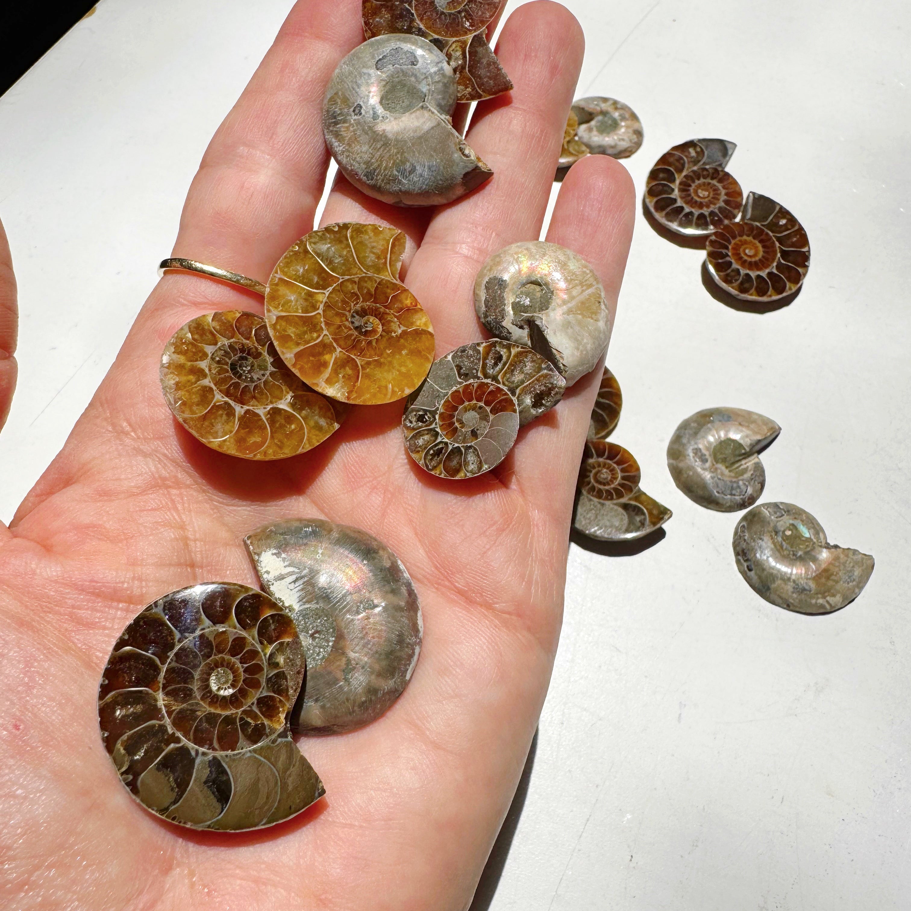 Mini Ammonite Fossil Pairs Baltic Mermaid