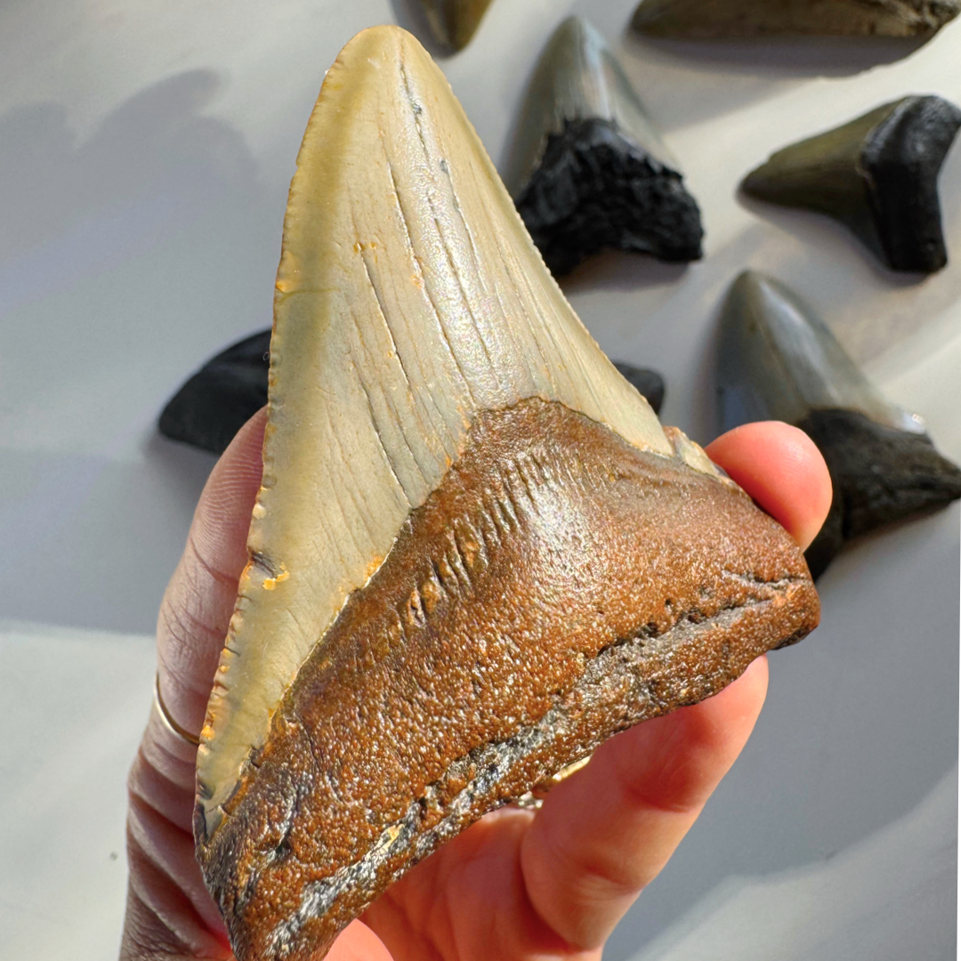 Megalodon Tooth - Baltic Mermaid