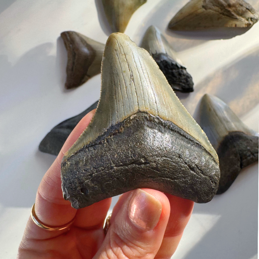 Megalodon Tooth - Baltic Mermaid