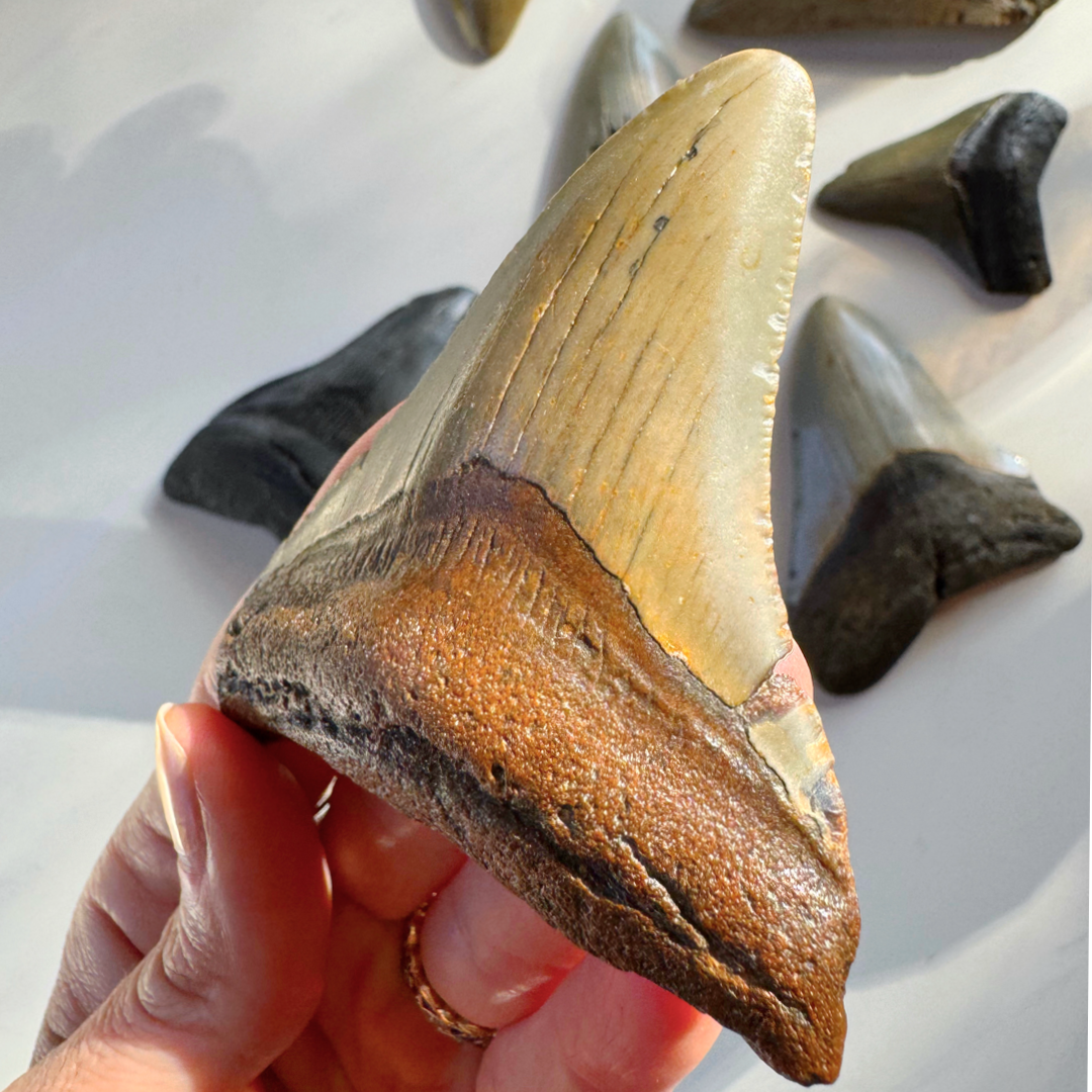 Megalodon Tooth - Baltic Mermaid
