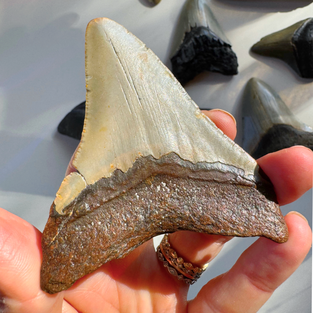Megalodon Tooth - Baltic Mermaid