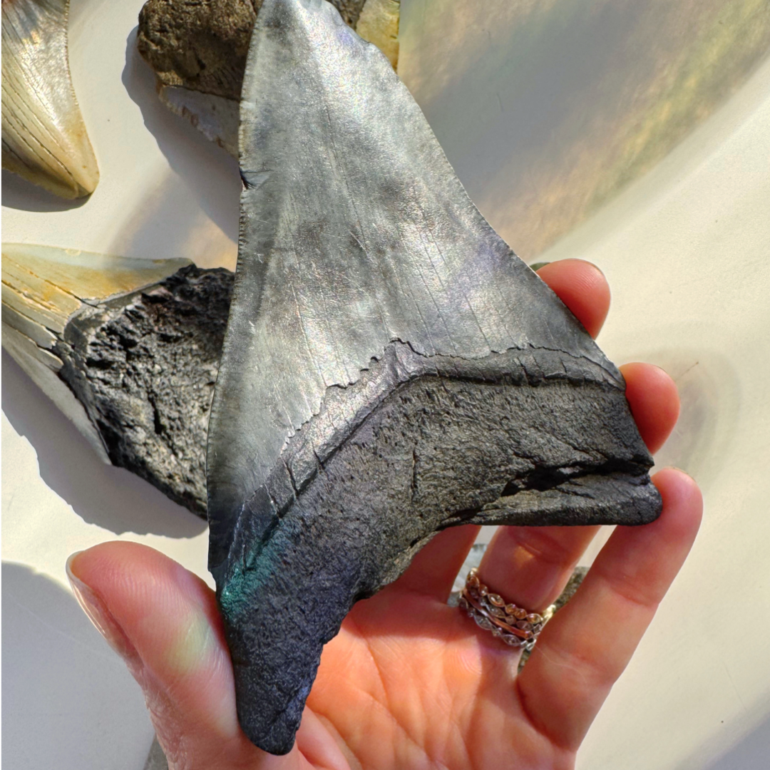 Megalodon Tooth - Baltic Mermaid