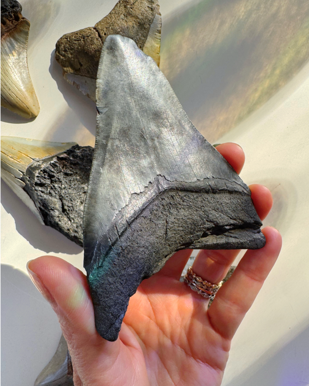 Megalodon Tooth - Baltic Mermaid