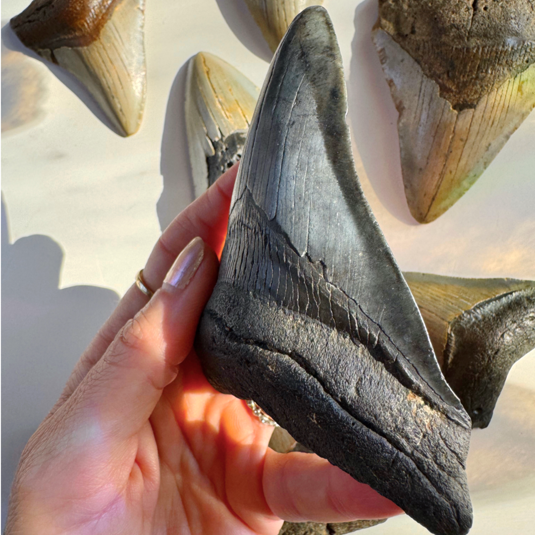 Megalodon Tooth - Baltic Mermaid