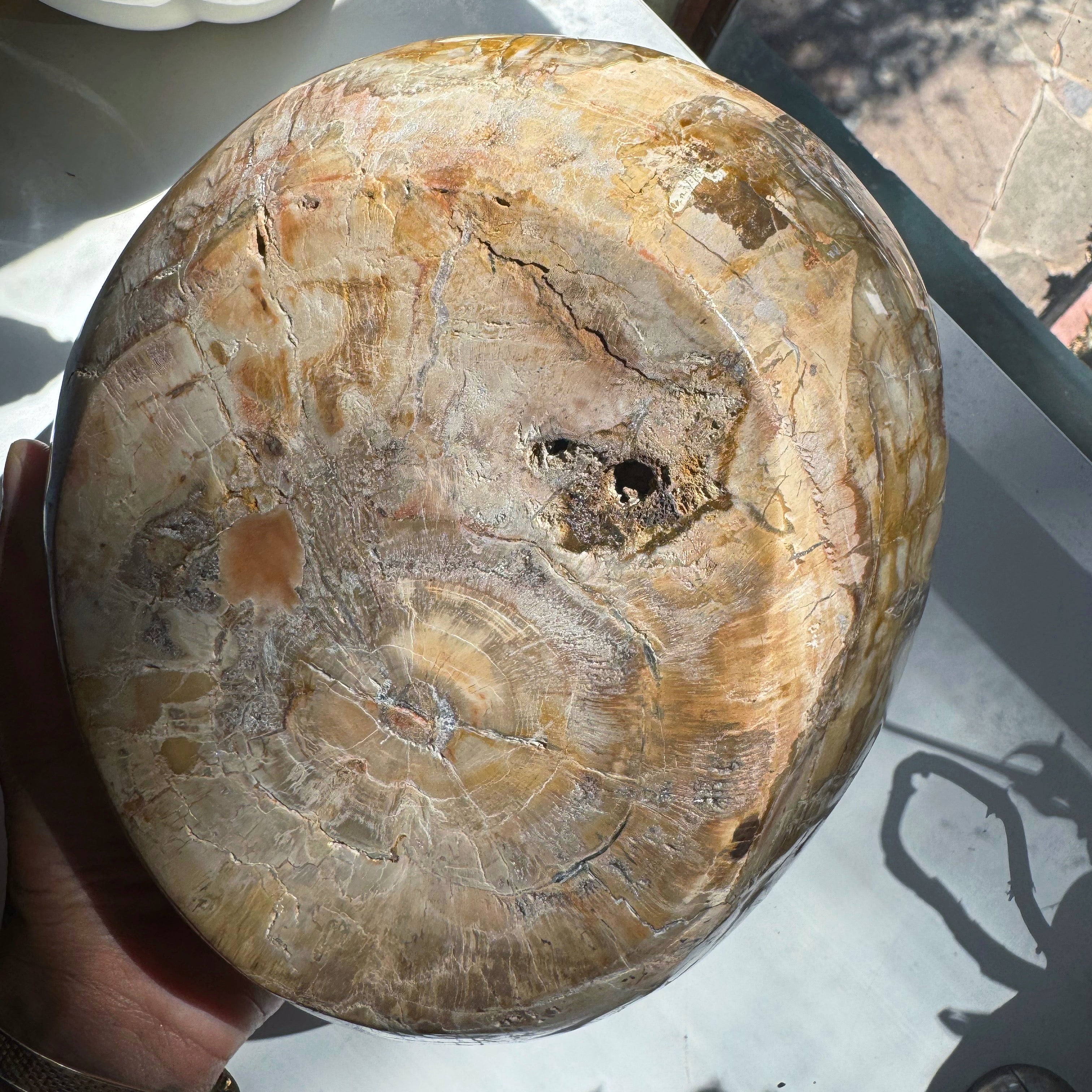 Large Petrified Wood Bowl Baltic Mermaid