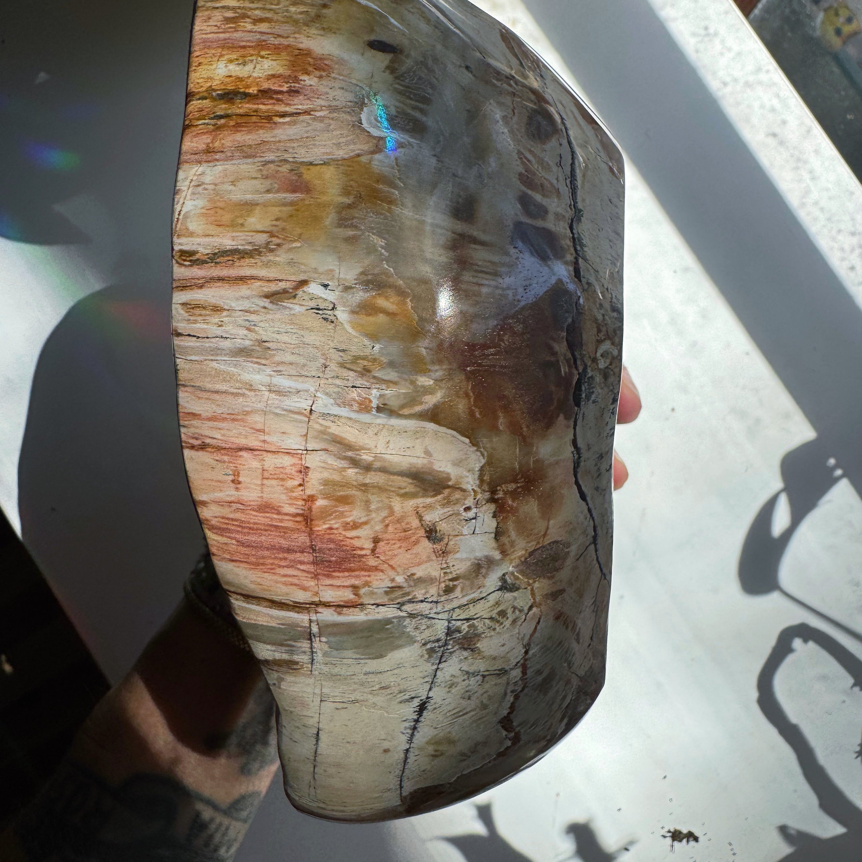 Petrified Wood Bowl Baltic Mermaid