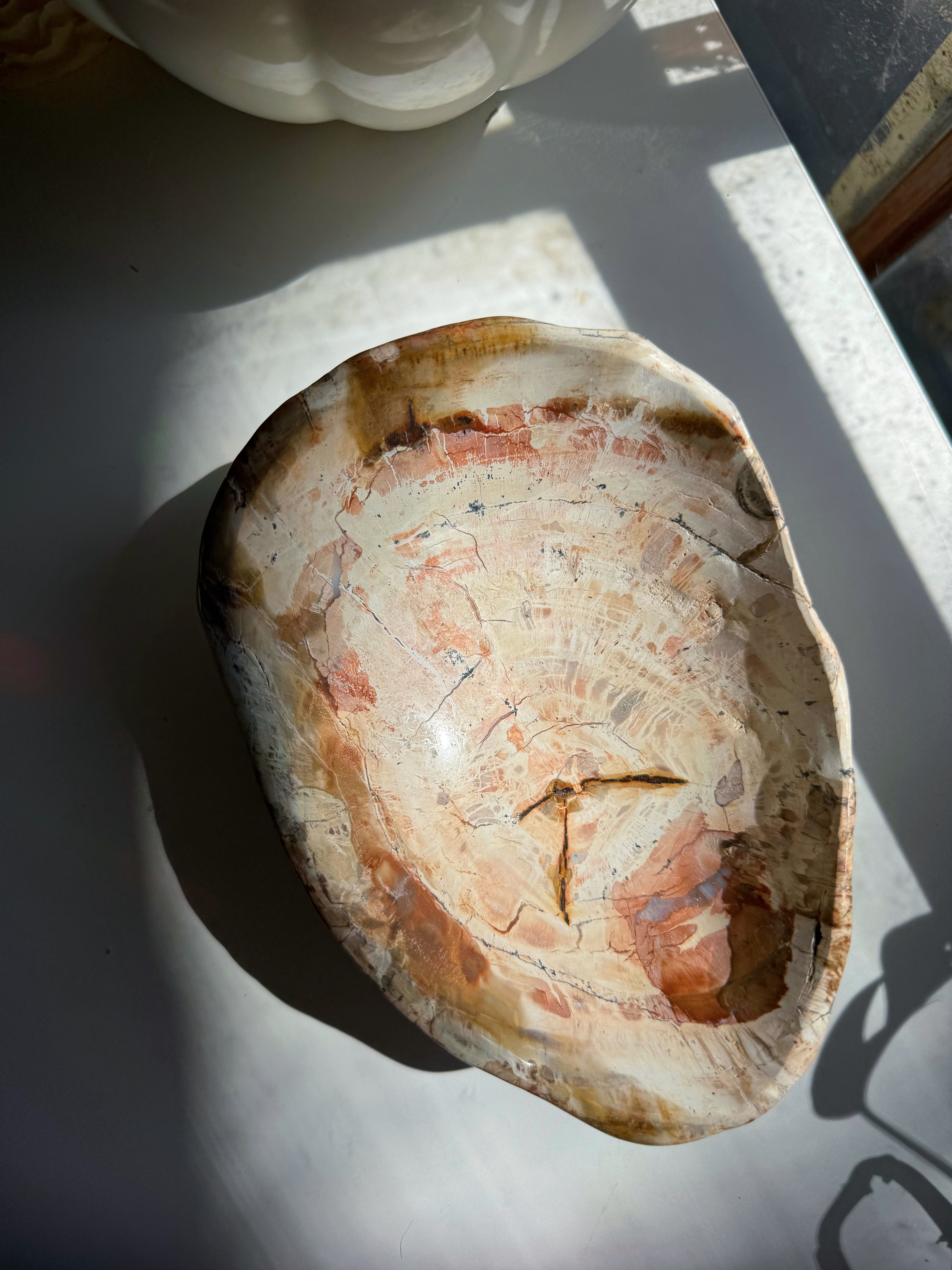Petrified Wood Bowl Baltic Mermaid