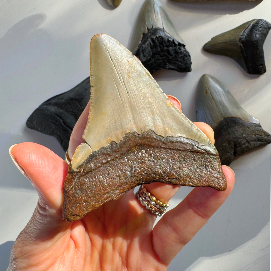 Megalodon Tooth - Baltic Mermaid