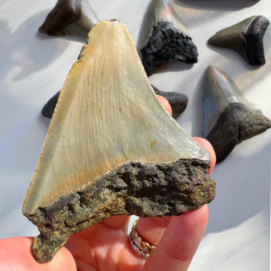 Megalodon Tooth - Baltic Mermaid