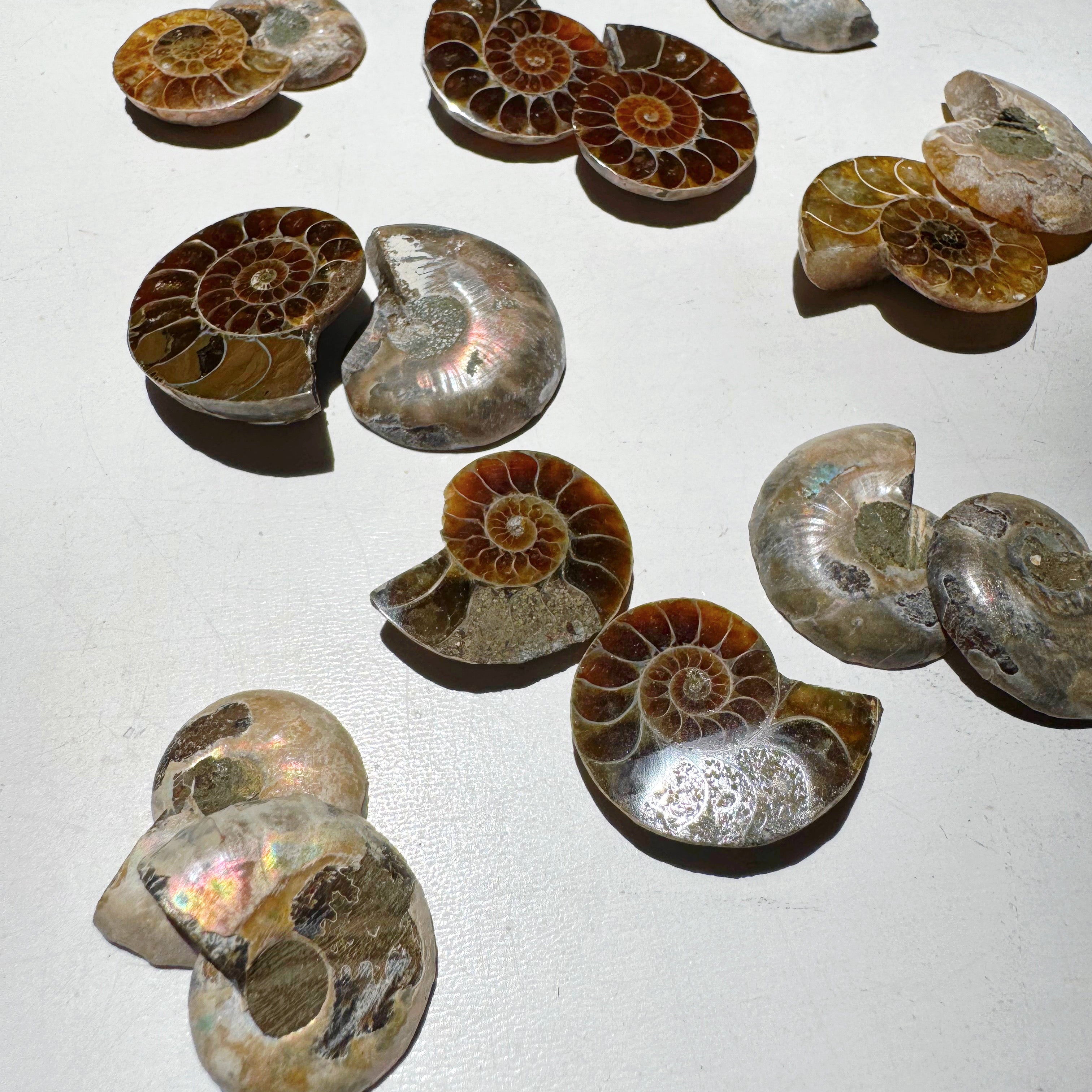 Mini Ammonite Fossil Pairs Baltic Mermaid