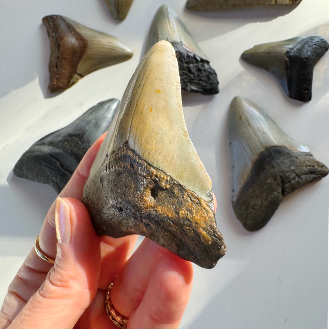 Megalodon Tooth - Baltic Mermaid
