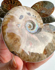 Red Ammonite Fossil