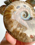 Red Ammonite Fossil