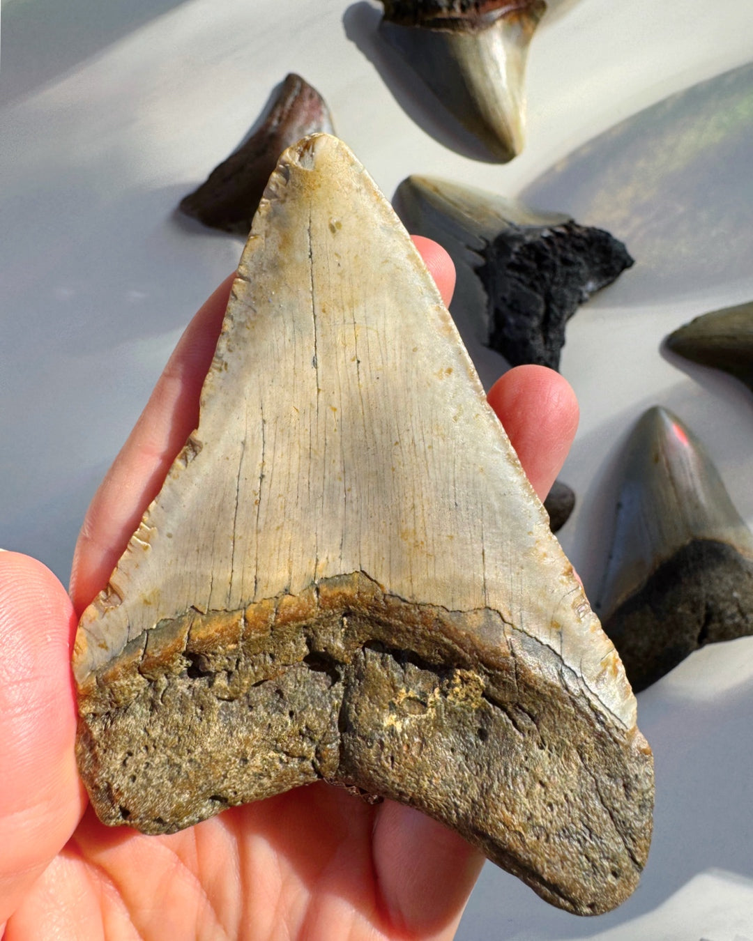 Megalodon Tooth - Baltic Mermaid