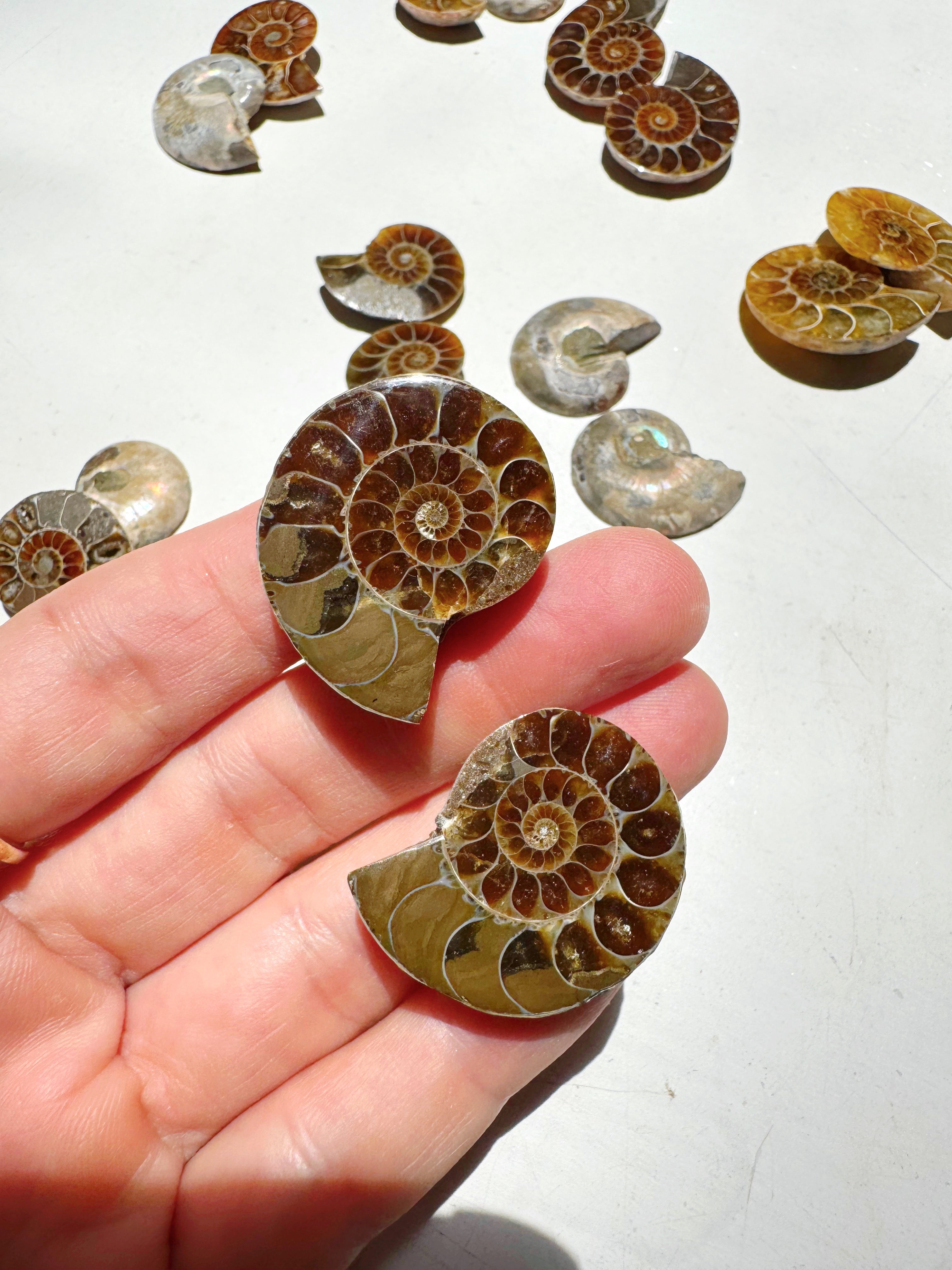 Mini Ammonite Fossil Pairs Baltic Mermaid
