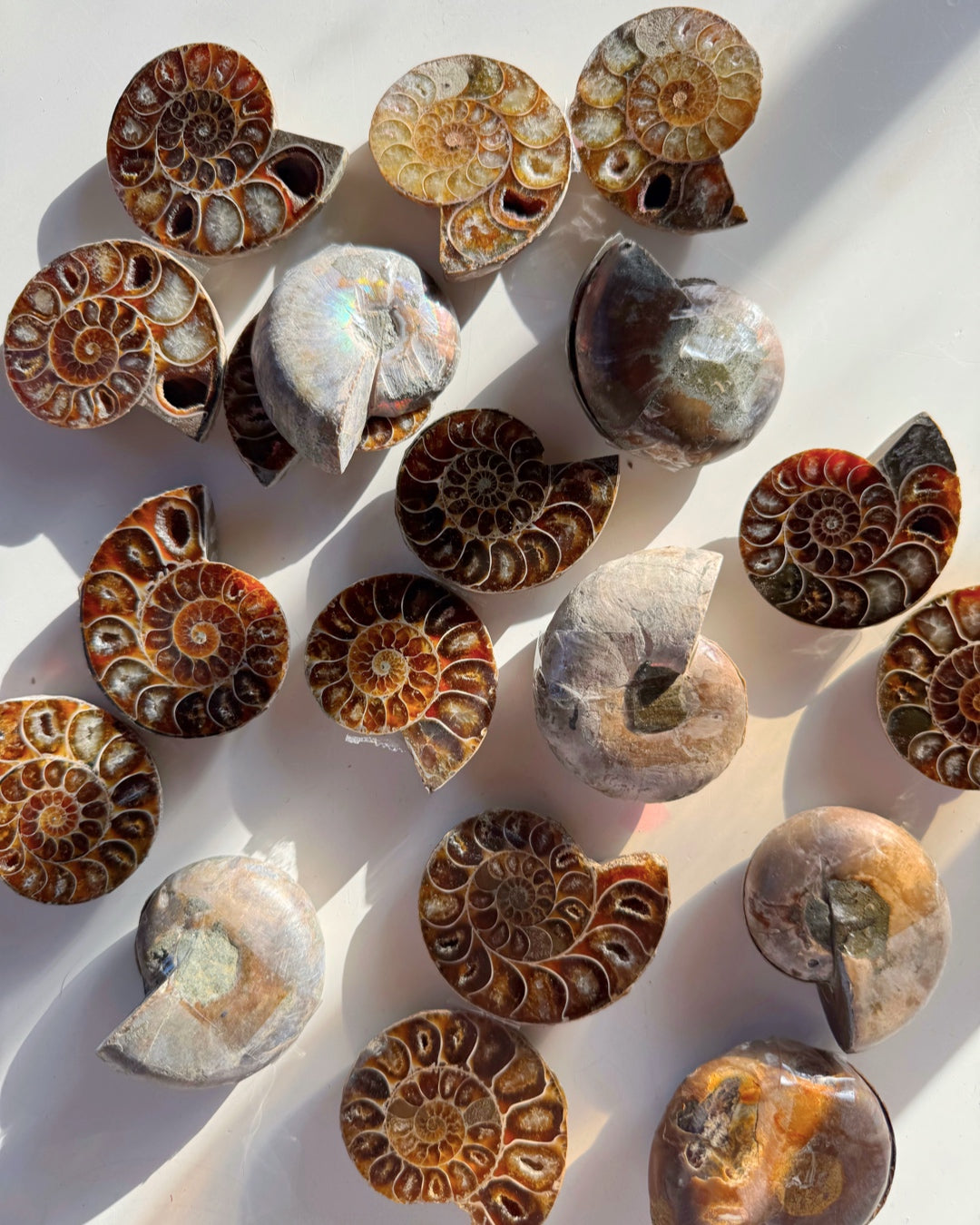 Ammonite Fossil Pairs - Baltic Mermaid
