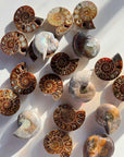 Ammonite Fossil Pairs