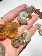 Mini Ammonite Fossil Pairs Baltic Mermaid