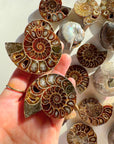 Ammonite Fossil Pairs