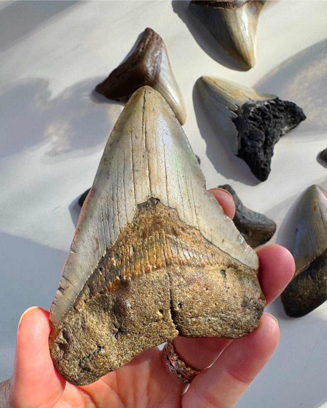 Megalodon Tooth - Baltic Mermaid