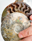 Blue Ammonite Fossil Pair