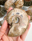 Red Ammonite Fossil