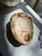 Petrified Wood Bowl Baltic Mermaid